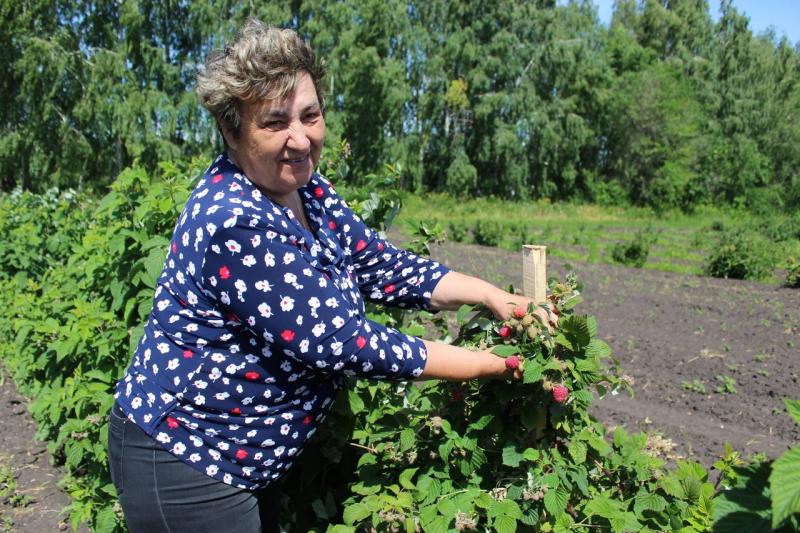Фермеры Сызранского района обеспечат жителей губернии ягодами, фруктами, зерном и мясом