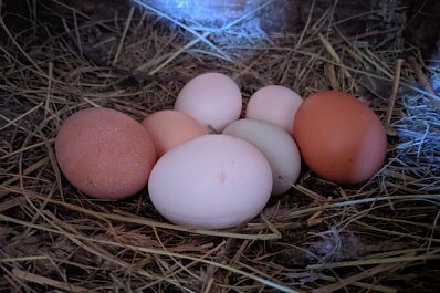 В Самарской области реанимируют птицефабрику