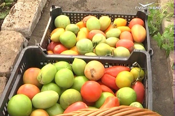 Работа в теплице. Дачные советы от 12.10.2017