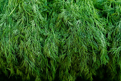 Экспертное мнение: свежую зелень лучше хранить в холоде и влаге