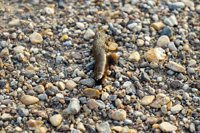 Российские садоводы VS испанские слизни: эксперты объяснили, как бороться с вредителями