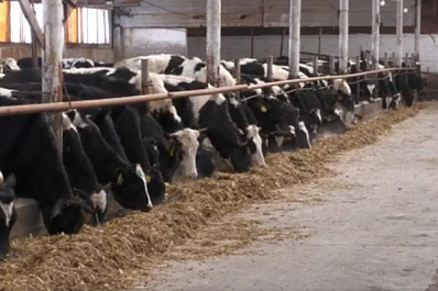 Самарские животноводы начали геномную оценку сельхозживотных