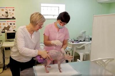 В Чапаевске соцконтракт помог ветеринарному врачу начать собственное дело