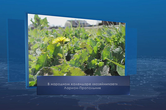 Ларион-Пропольник. Календарь губернии от 19 июня