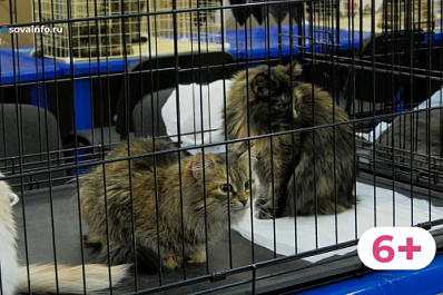 Новый дом для хвостатых, конкурс красоты и квесты: в Самаре прошел фестиваль-выставка "Друг человека"