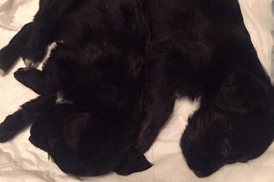 Выкинули как мусор: в Тольятти в подъезд подбросили живых щенков