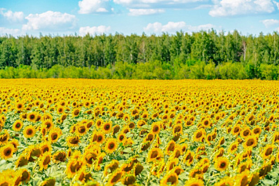 Развитие агротуризма: бизнес Самарской области может получить гранты