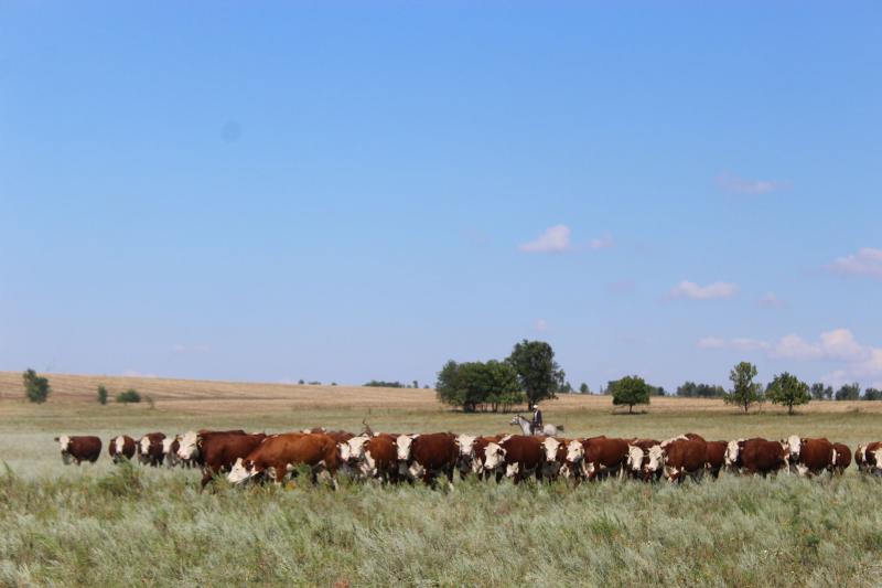 Земля кормит: как хозяйство из Самарской области развивает растениеводство и животноводство