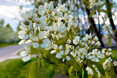В Самарской области 3 июля ожидается жара с грозами