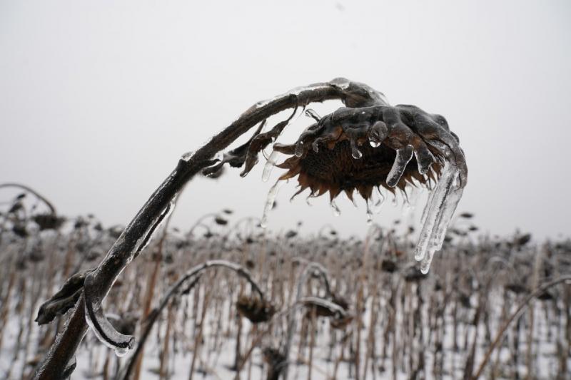 Редкое и красивое явление: самарский фотограф показал природу после ледяного дождя