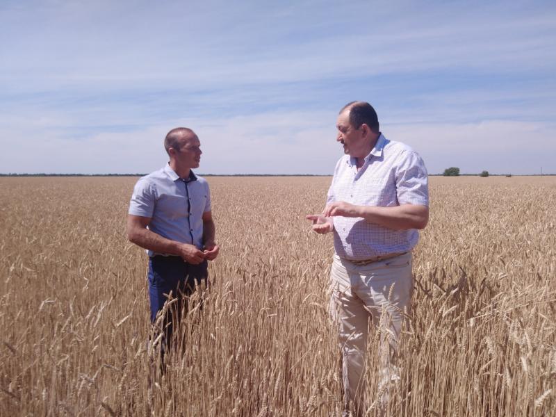 В Самарской области началась массовая уборка озимых