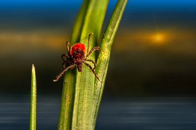 В Нижнем Новгороде больше 20 жителей пострадали от укусов клещей