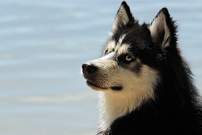 В Самарской области зафиксированы 25 случаев бешенства среди животных