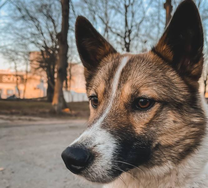 Кинолог рассказал, можно ли целовать собак