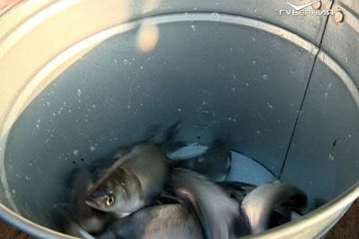 На Сухой Самарке прошла экологическая акция Золотая рыбка