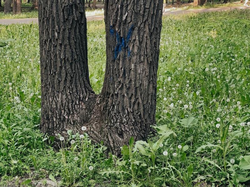 В тольяттинском парке Победы устраняют опасные деревья