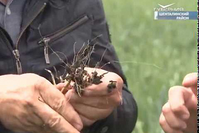 В Самарской области аграрии обсудили практики выращивания озимых