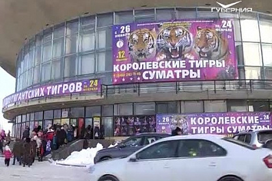 Дюжину суматранских тигров привезли в Самарский цирк