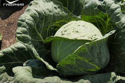 Название статьи