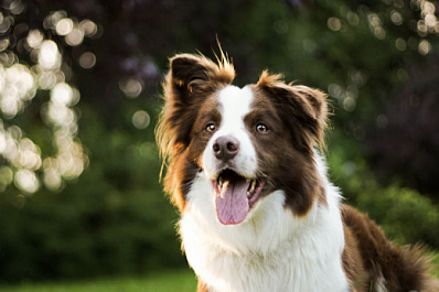 Российских собак обучают пастьбе