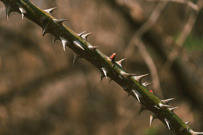 Спасатели помогли парню, застрявшему в терновнике