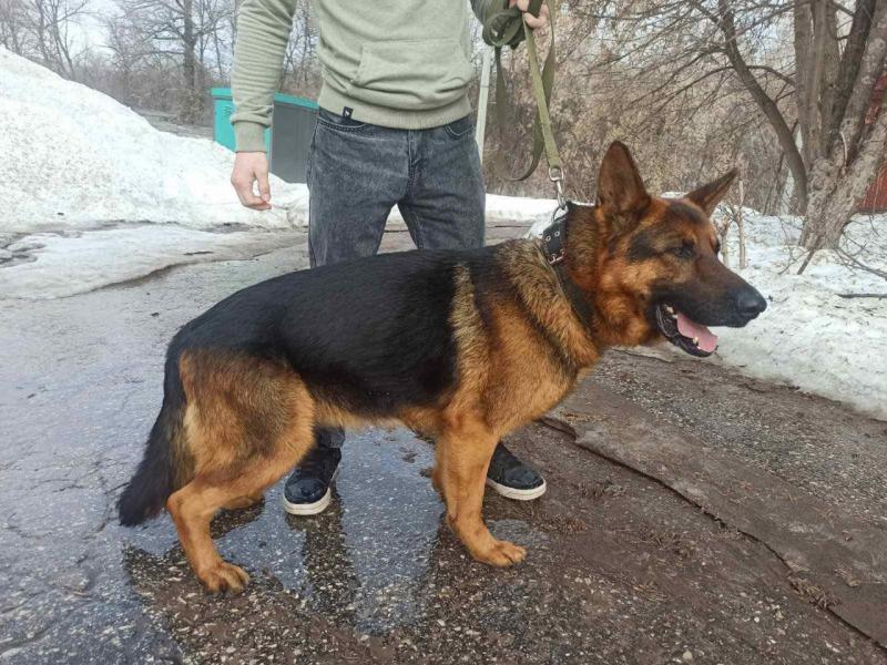 В Самарской области служебных собак УФСИН проводили на пенсию
