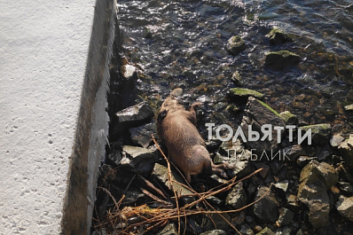 В Тольятти на набережной погиб дикий кабан