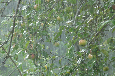 Жара отступает: в Самарской области прогнозируют дожди и грозы