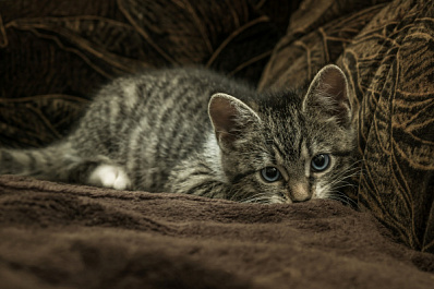 В Самарской области мужчина поссорился с женой и убил ее котенка