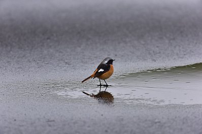 Зима передумала: в Самарскую область идет потепление