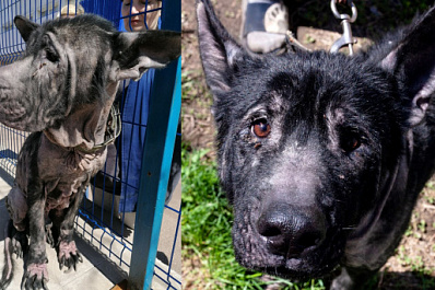 Был без шерсти и с огромными когтями: в Самаре ищут семью для доброй овчарки по имени Байкал