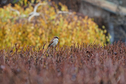 Название статьи