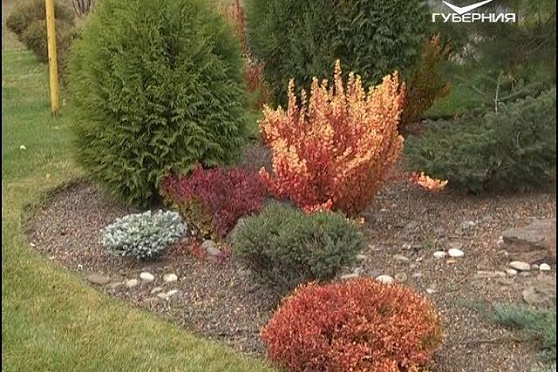 Утепляем растения на зиму. Дачные советы от 16.11.2017