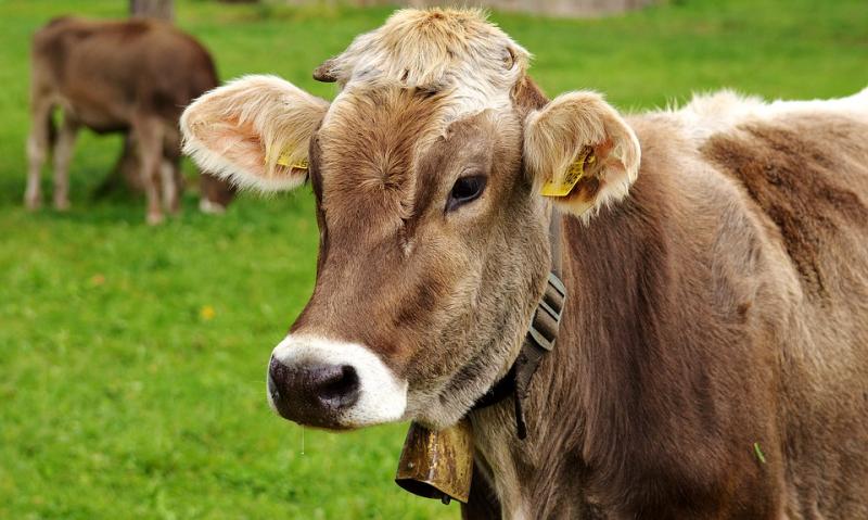 Робот кормит коров: животноводы Красноармейского района ведут хозяйство по-современному 