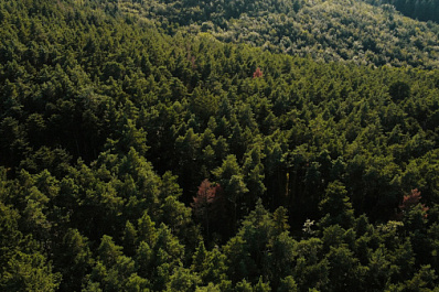 Самарцы перевыполнили план весеннего лесовосстановления региона