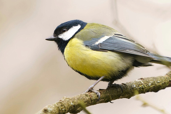 Синичкин день. Такое утро