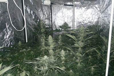 Сызранец устроил в доме родственников наркоплантацию