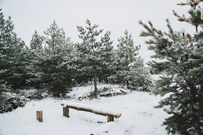 В Шенталинском районе браконьеры незаконно убили лося и двух косуль