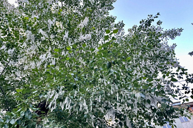 Власти Самары рассказали, почему нельзя вырубать тополя