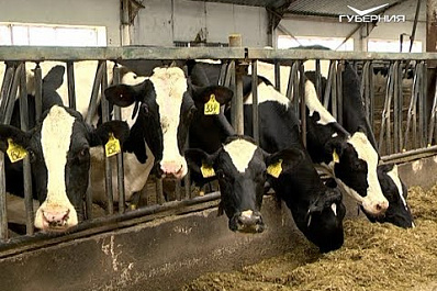 Итоги аграрного года подвели на заседании Госсовета в Кремле