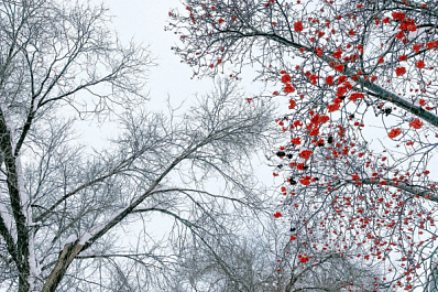 Сильный ветер, осадки и гололедица: погода в Самарской области 16 ноября