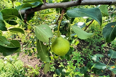 Эксперт назвал три причины, из-за которых можно лишиться дачного участка