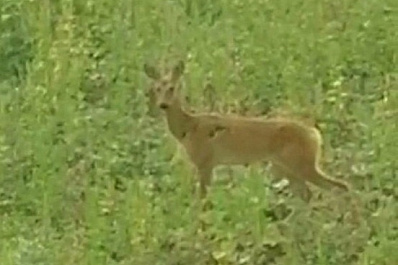В Самаре с заброшенной дачи на 9-й Просеке выселили косулю