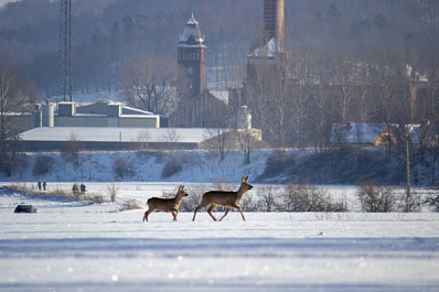 В Самарской области косули стали выходить на дороги