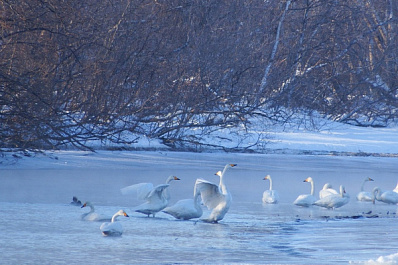 В Сызрани стая лебедей оказалась в ледяной ловушке