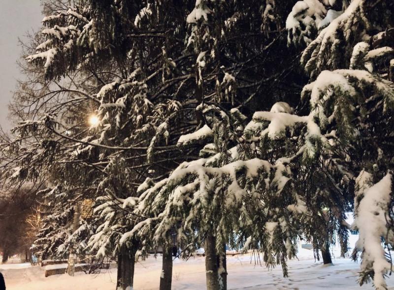 Самарцев предупредили о штрафах за незаконную вырубку елей