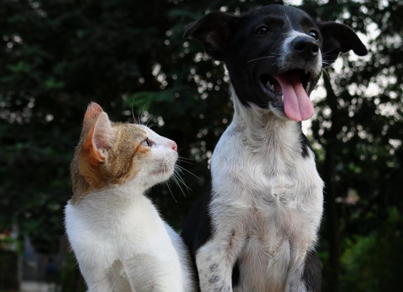 В Тольятти на работу с бездомными собаками и кошками потратят 12,4 млн рублей до конца года