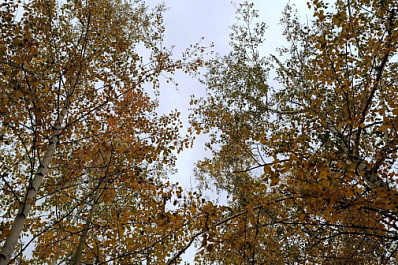 В Самарской области за два дня произошло 5 лесных пожаров по вине человека