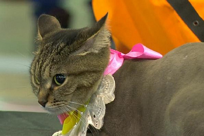 В Самаре открылась 8-я Межрегиональная выставка "Уши. Лапы. Хвост"