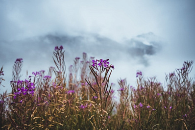 Квас, айран и комбуча: какие ферментированные напитки самые полезные